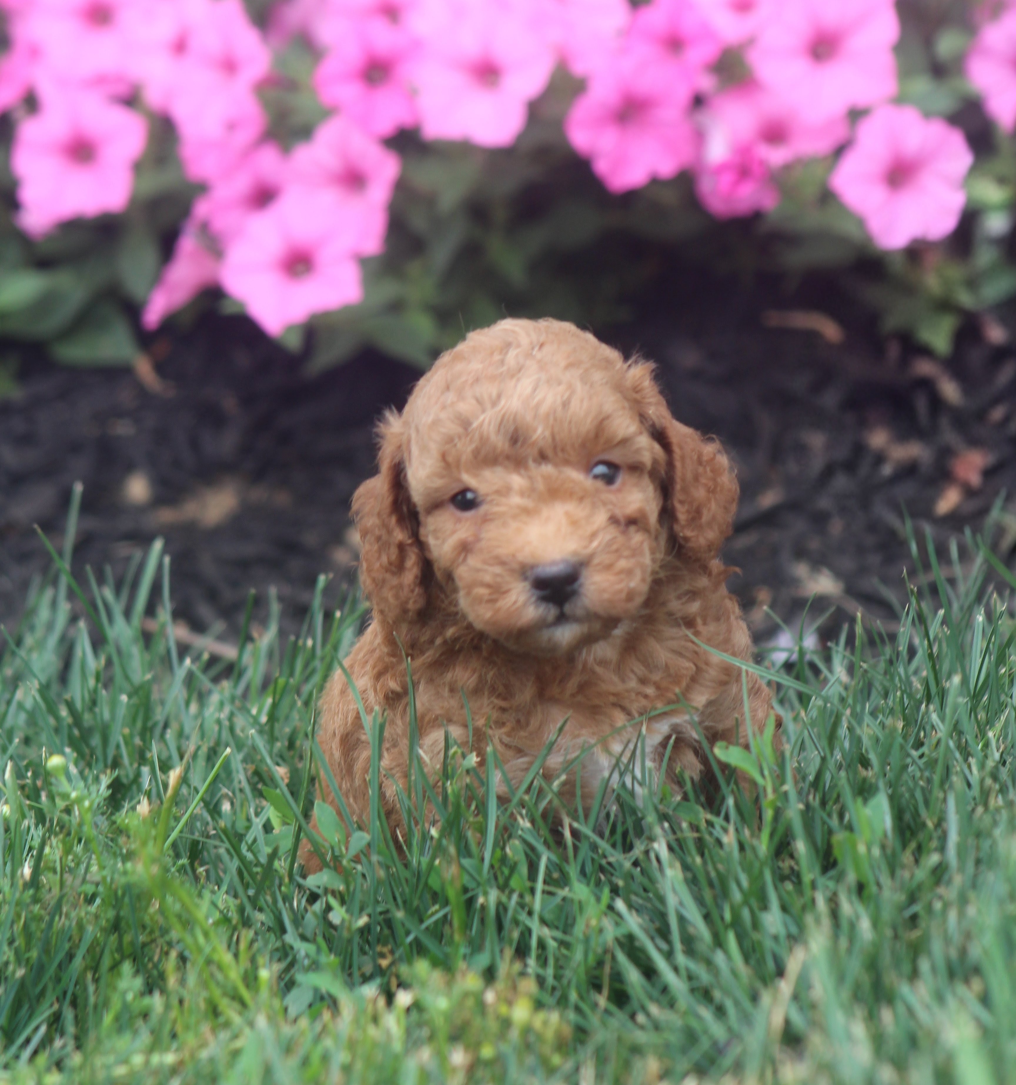 puppy, for, sale, Toy Poodle, Jeffrey H.  Newswanger, dog, breeder, Newmanstown, PA, dog-breeder, puppy-for-sale, forsale, nearby, find, puppyfind, locator, puppylocator, aca