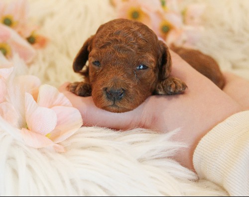 puppy, for, sale, Toy Poodle, Melvin  Fisher, dog, breeder, Coatesville, PA, dog-breeder, puppy-for-sale, forsale, nearby, find, puppyfind, locator, puppylocator, aca