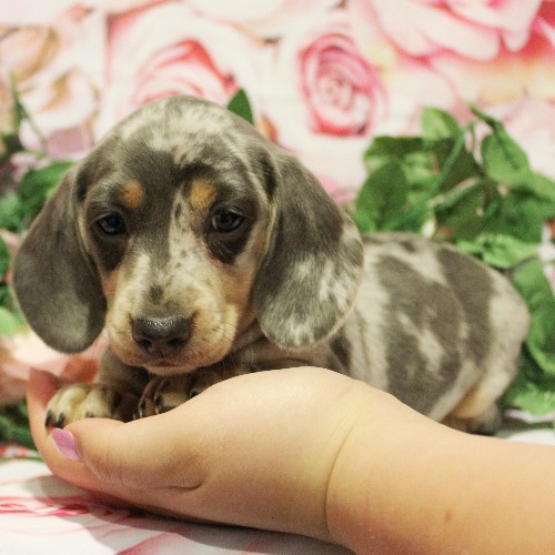 puppy, for, sale, Dachshund, Melvin  King, dog, breeder, Honey Brook, PA, dog-breeder, puppy-for-sale, forsale, nearby, find, puppyfind, locator, puppylocator, aca