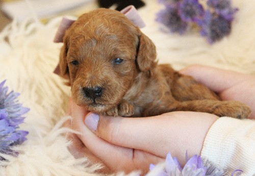 puppy, for, sale, Toy Poodle, Melvin  Fisher, dog, breeder, Coatesville, PA, dog-breeder, puppy-for-sale, forsale, nearby, find, puppyfind, locator, puppylocator, aca