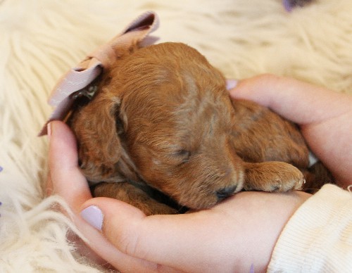 puppy, for, sale, Toy Poodle, Melvin  Fisher, dog, breeder, Coatesville, PA, dog-breeder, puppy-for-sale, forsale, nearby, find, puppyfind, locator, puppylocator, aca
