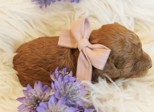 puppy, for, sale, Toy Poodle, Melvin  Fisher, dog, breeder, Coatesville, PA, dog-breeder, puppy-for-sale, forsale, nearby, find, puppyfind, locator, puppylocator, aca
