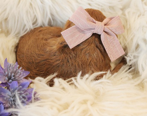 puppy, for, sale, Toy Poodle, Melvin  Fisher, dog, breeder, Coatesville, PA, dog-breeder, puppy-for-sale, forsale, nearby, find, puppyfind, locator, puppylocator, aca