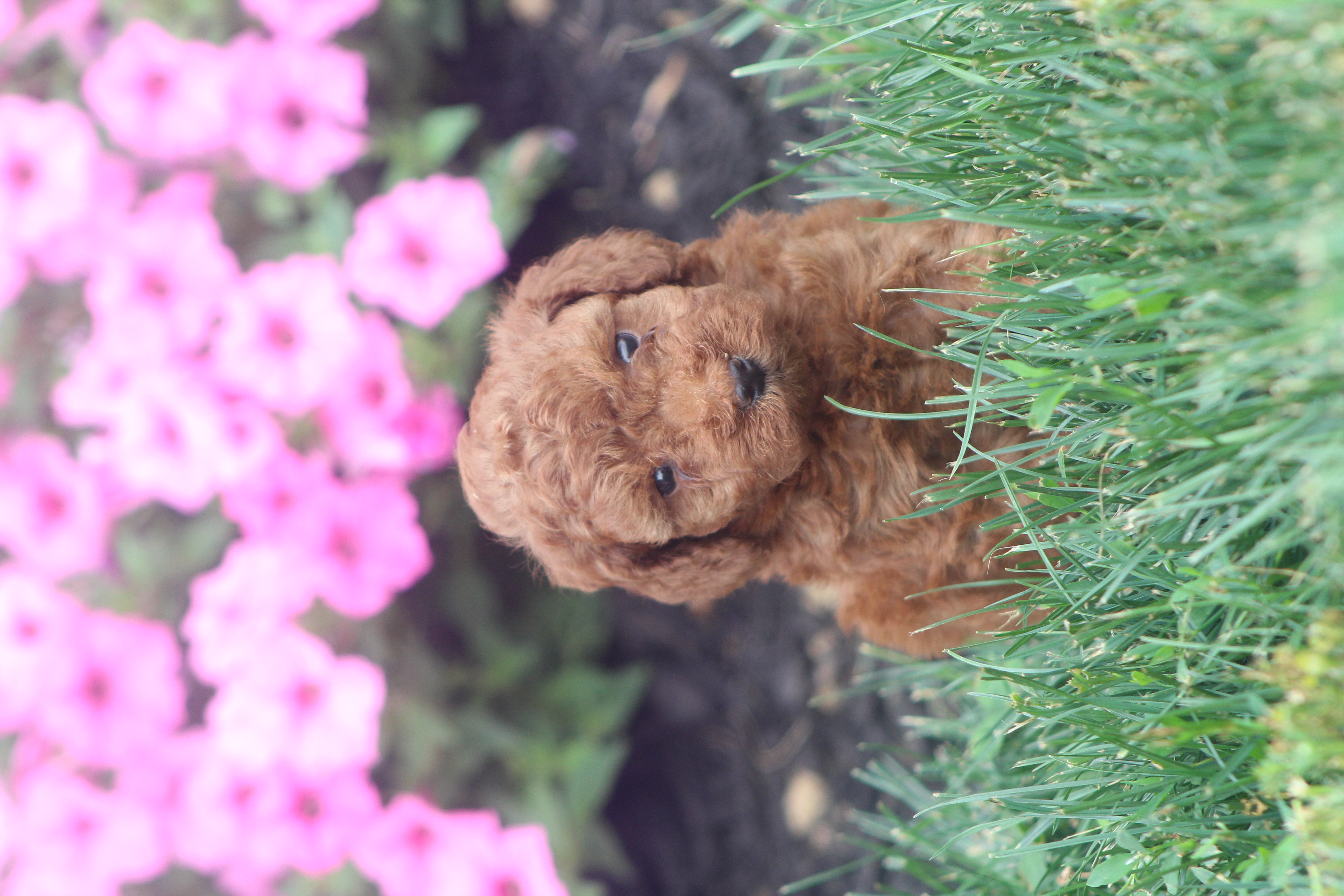 puppy, for, sale, Toy Poodle, Jeffrey H.  Newswanger, dog, breeder, Newmanstown, PA, dog-breeder, puppy-for-sale, forsale, nearby, find, puppyfind, locator, puppylocator, aca