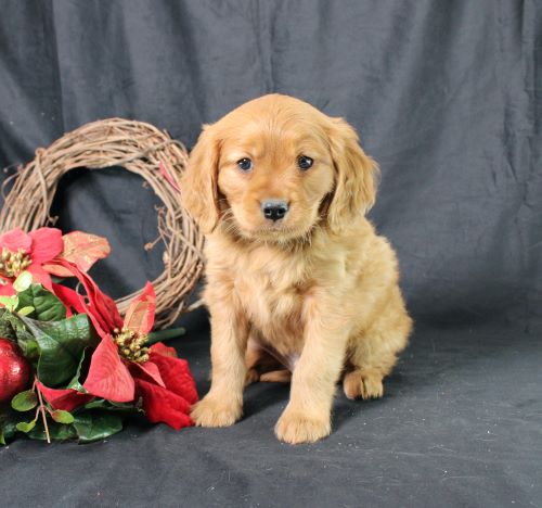puppy, for, sale, Miniature Golden Retriever, Ivan J. Stoltzfus, dog, breeder, Dornsife, PA, dog-breeder, puppy-for-sale, forsale, nearby, find, puppyfind, locator, puppylocator, aca