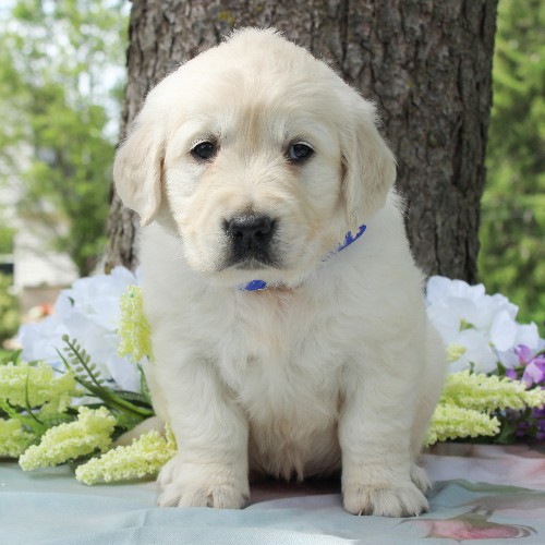 puppy, for, sale, Golden Retriever, Steven Jay Stoltzfus, dog, breeder, Gap, PA, dog-breeder, puppy-for-sale, forsale, nearby, find, puppyfind, locator, puppylocator, aca