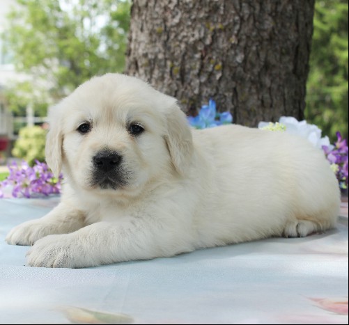 puppy, for, sale, Golden Retriever, Steven Jay Stoltzfus, dog, breeder, Gap, PA, dog-breeder, puppy-for-sale, forsale, nearby, find, puppyfind, locator, puppylocator, aca