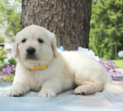 puppy, for, sale, Golden Retriever, Steven Jay Stoltzfus, dog, breeder, Gap, PA, dog-breeder, puppy-for-sale, forsale, nearby, find, puppyfind, locator, puppylocator, aca