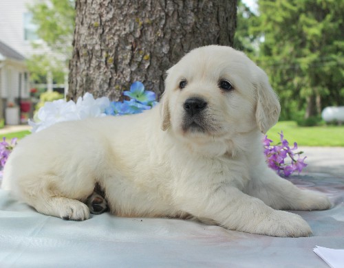 puppy, for, sale, Golden Retriever, Steven Jay Stoltzfus, dog, breeder, Gap, PA, dog-breeder, puppy-for-sale, forsale, nearby, find, puppyfind, locator, puppylocator, aca