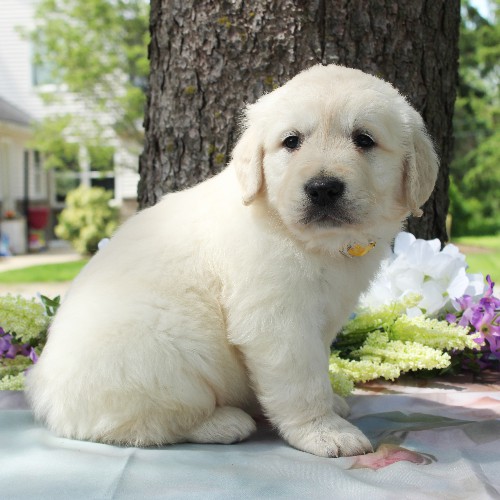 puppy, for, sale, Golden Retriever, Steven Jay Stoltzfus, dog, breeder, Gap, PA, dog-breeder, puppy-for-sale, forsale, nearby, find, puppyfind, locator, puppylocator, aca