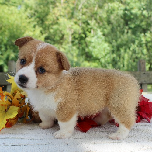 puppy, for, sale, Pembroke Welsh Corgi, Daniel J. Stoltzfoos, dog, breeder, Coatesville, PA, dog-breeder, puppy-for-sale, forsale, nearby, find, puppyfind, locator, puppylocator, aca
