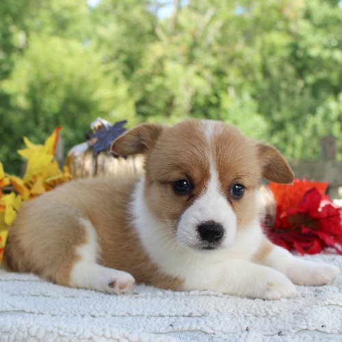puppy, for, sale, Pembroke Welsh Corgi, Daniel J. Stoltzfoos, dog, breeder, Coatesville, PA, dog-breeder, puppy-for-sale, forsale, nearby, find, puppyfind, locator, puppylocator, aca
