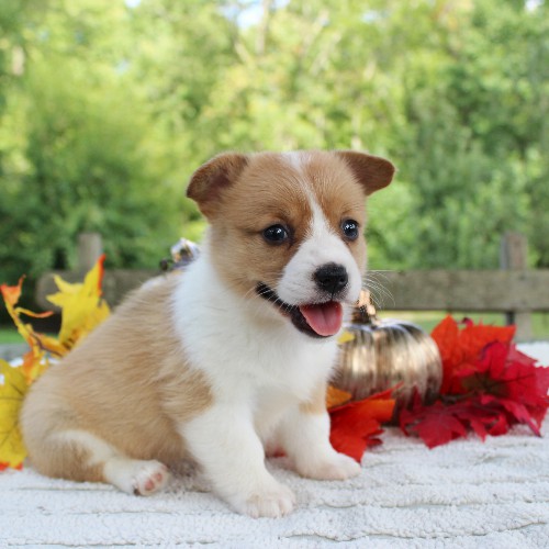puppy, for, sale, Pembroke Welsh Corgi, Daniel J. Stoltzfoos, dog, breeder, Coatesville, PA, dog-breeder, puppy-for-sale, forsale, nearby, find, puppyfind, locator, puppylocator, aca