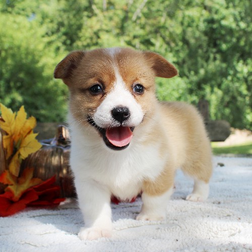puppy, for, sale, Pembroke Welsh Corgi, Daniel J. Stoltzfoos, dog, breeder, Coatesville, PA, dog-breeder, puppy-for-sale, forsale, nearby, find, puppyfind, locator, puppylocator, aca