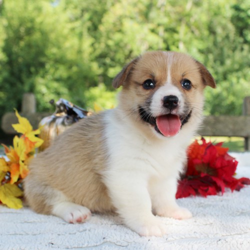 puppy, for, sale, Pembroke Welsh Corgi, Daniel J. Stoltzfoos, dog, breeder, Coatesville, PA, dog-breeder, puppy-for-sale, forsale, nearby, find, puppyfind, locator, puppylocator, aca