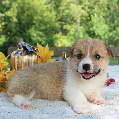 puppy, for, sale, Pembroke Welsh Corgi, Daniel J. Stoltzfoos, dog, breeder, Coatesville, PA, dog-breeder, puppy-for-sale, forsale, nearby, find, puppyfind, locator, puppylocator, aca