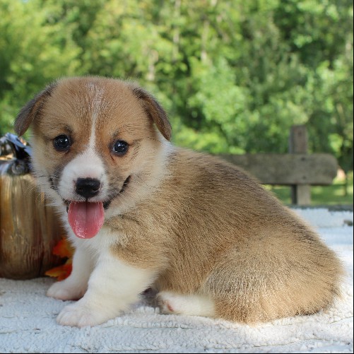 puppy, for, sale, Pembroke Welsh Corgi, Daniel J. Stoltzfoos, dog, breeder, Coatesville, PA, dog-breeder, puppy-for-sale, forsale, nearby, find, puppyfind, locator, puppylocator, aca