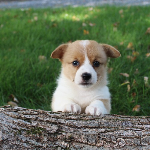 puppy, for, sale, Pembroke Welsh Corgi, Daniel J. Stoltzfoos, dog, breeder, Coatesville, PA, dog-breeder, puppy-for-sale, forsale, nearby, find, puppyfind, locator, puppylocator, aca