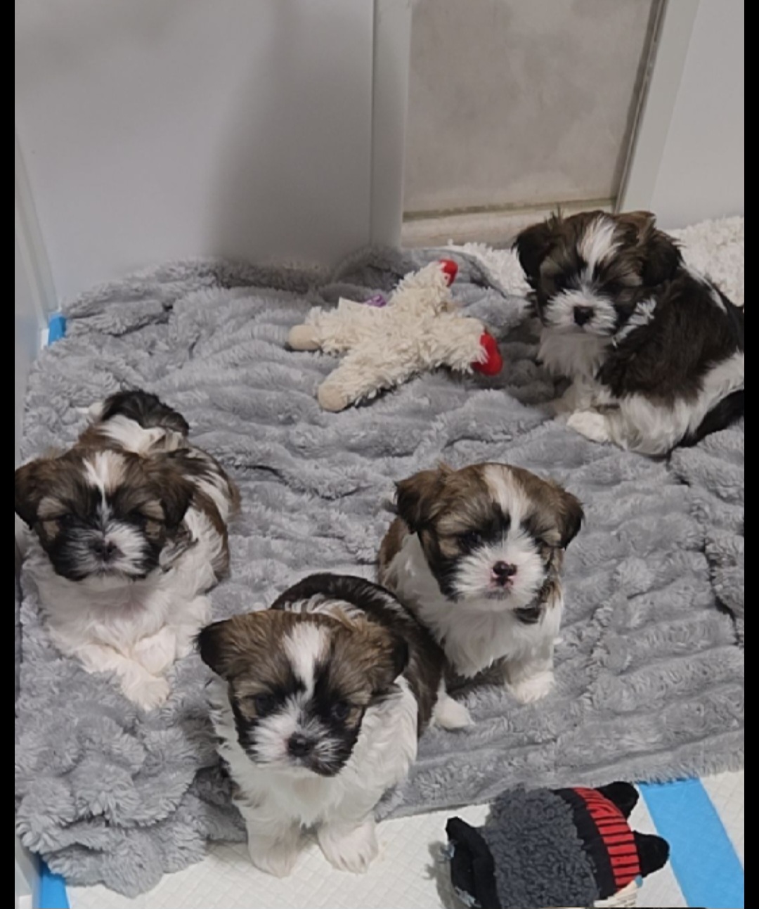 puppy, for, sale, Shih Tzu, STEPHANIE LYNN SALAMONE, dog, breeder, GLEN BURNIE, MD, dog-breeder, puppy-for-sale, forsale, nearby, find, puppyfind, locator, puppylocator, aca