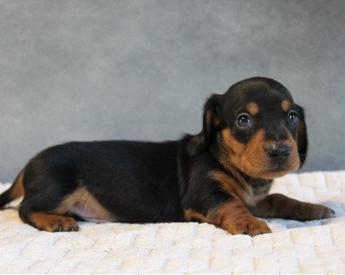 puppy, for, sale, Dachshund, Melvin  King, dog, breeder, Honey Brook, PA, dog-breeder, puppy-for-sale, forsale, nearby, find, puppyfind, locator, puppylocator, aca