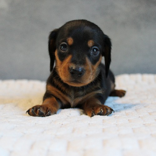 puppy, for, sale, Dachshund, Melvin  King, dog, breeder, Honey Brook, PA, dog-breeder, puppy-for-sale, forsale, nearby, find, puppyfind, locator, puppylocator, aca