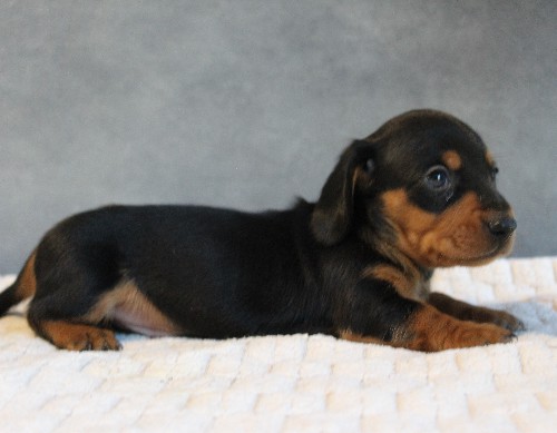 puppy, for, sale, Dachshund, Melvin  King, dog, breeder, Honey Brook, PA, dog-breeder, puppy-for-sale, forsale, nearby, find, puppyfind, locator, puppylocator, aca