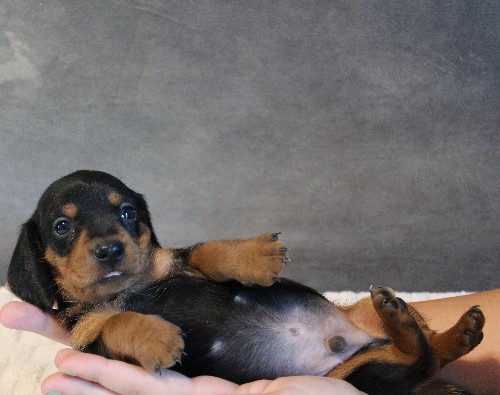 puppy, for, sale, Dachshund, Melvin  King, dog, breeder, Honey Brook, PA, dog-breeder, puppy-for-sale, forsale, nearby, find, puppyfind, locator, puppylocator, aca