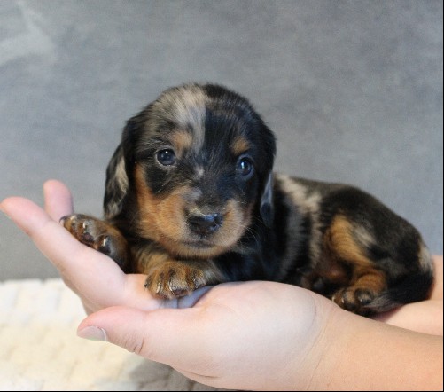 puppy, for, sale, Dachshund, Melvin  King, dog, breeder, Honey Brook, PA, dog-breeder, puppy-for-sale, forsale, nearby, find, puppyfind, locator, puppylocator, aca