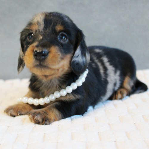 puppy, for, sale, Dachshund, Melvin  King, dog, breeder, Honey Brook, PA, dog-breeder, puppy-for-sale, forsale, nearby, find, puppyfind, locator, puppylocator, aca