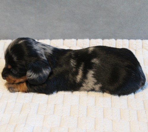 puppy, for, sale, Dachshund, Melvin  King, dog, breeder, Honey Brook, PA, dog-breeder, puppy-for-sale, forsale, nearby, find, puppyfind, locator, puppylocator, aca