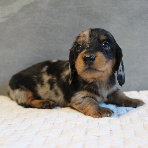 puppy, for, sale, Dachshund, Melvin  King, dog, breeder, Honey Brook, PA, dog-breeder, puppy-for-sale, forsale, nearby, find, puppyfind, locator, puppylocator, aca
