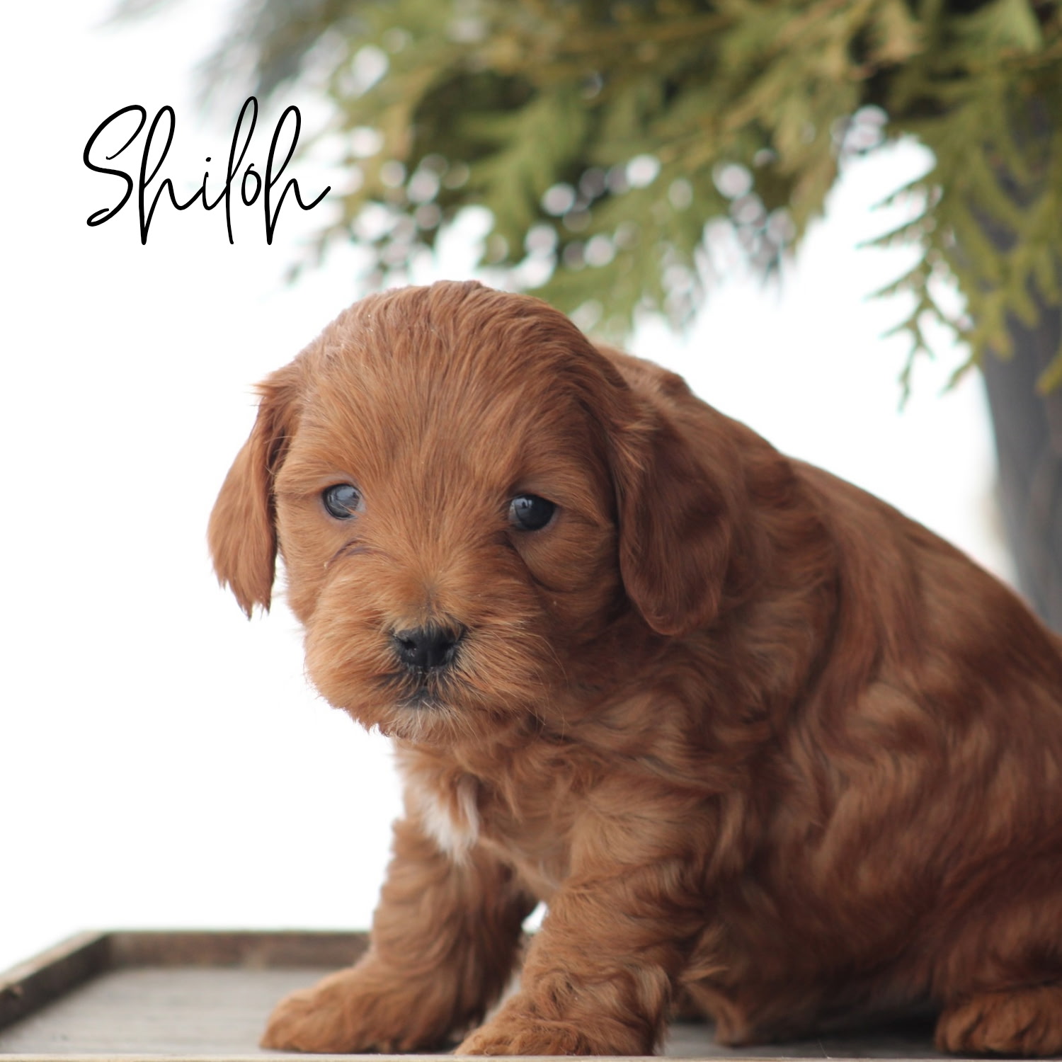puppy, for, sale, Mini Golden Doodle F1B, Jeffrey H.  Newswanger, dog, breeder, Newmanstown, PA, dog-breeder, puppy-for-sale, forsale, nearby, find, puppyfind, locator, puppylocator, aca
