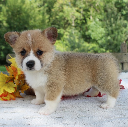 puppy, for, sale, Pembroke Welsh Corgi, Daniel J. Stoltzfoos, dog, breeder, Coatesville, PA, dog-breeder, puppy-for-sale, forsale, nearby, find, puppyfind, locator, puppylocator, aca