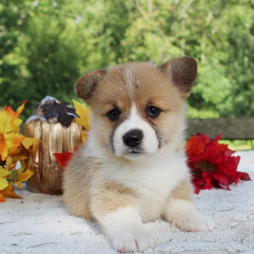 puppy, for, sale, Pembroke Welsh Corgi, Daniel J. Stoltzfoos, dog, breeder, Coatesville, PA, dog-breeder, puppy-for-sale, forsale, nearby, find, puppyfind, locator, puppylocator, aca