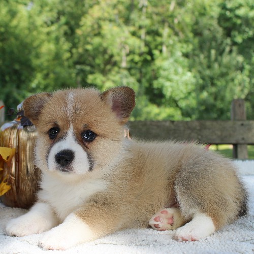 puppy, for, sale, Pembroke Welsh Corgi, Daniel J. Stoltzfoos, dog, breeder, Coatesville, PA, dog-breeder, puppy-for-sale, forsale, nearby, find, puppyfind, locator, puppylocator, aca