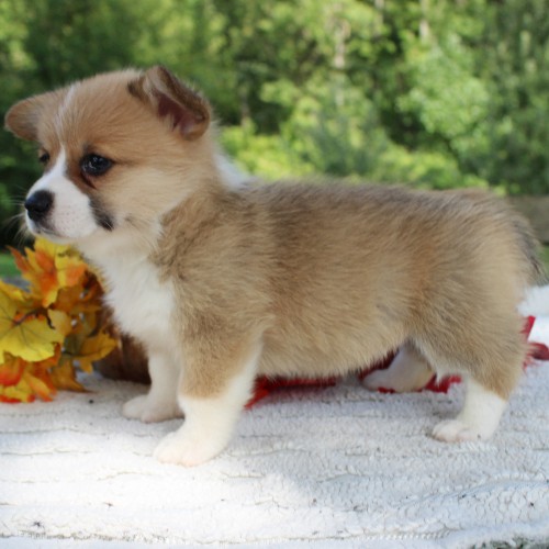puppy, for, sale, Pembroke Welsh Corgi, Daniel J. Stoltzfoos, dog, breeder, Coatesville, PA, dog-breeder, puppy-for-sale, forsale, nearby, find, puppyfind, locator, puppylocator, aca