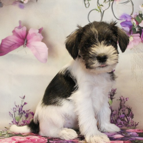 puppy, for, sale, Miniature Schnauzer, Reuben  King, dog, breeder, Honey Brook, PA, dog-breeder, puppy-for-sale, forsale, nearby, find, puppyfind, locator, puppylocator, aca