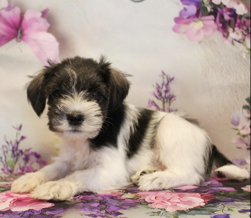 puppy, for, sale, Miniature Schnauzer, Reuben  King, dog, breeder, Honey Brook, PA, dog-breeder, puppy-for-sale, forsale, nearby, find, puppyfind, locator, puppylocator, aca