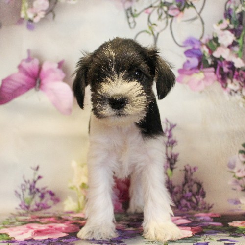 puppy, for, sale, Miniature Schnauzer, Reuben  King, dog, breeder, Honey Brook, PA, dog-breeder, puppy-for-sale, forsale, nearby, find, puppyfind, locator, puppylocator, aca