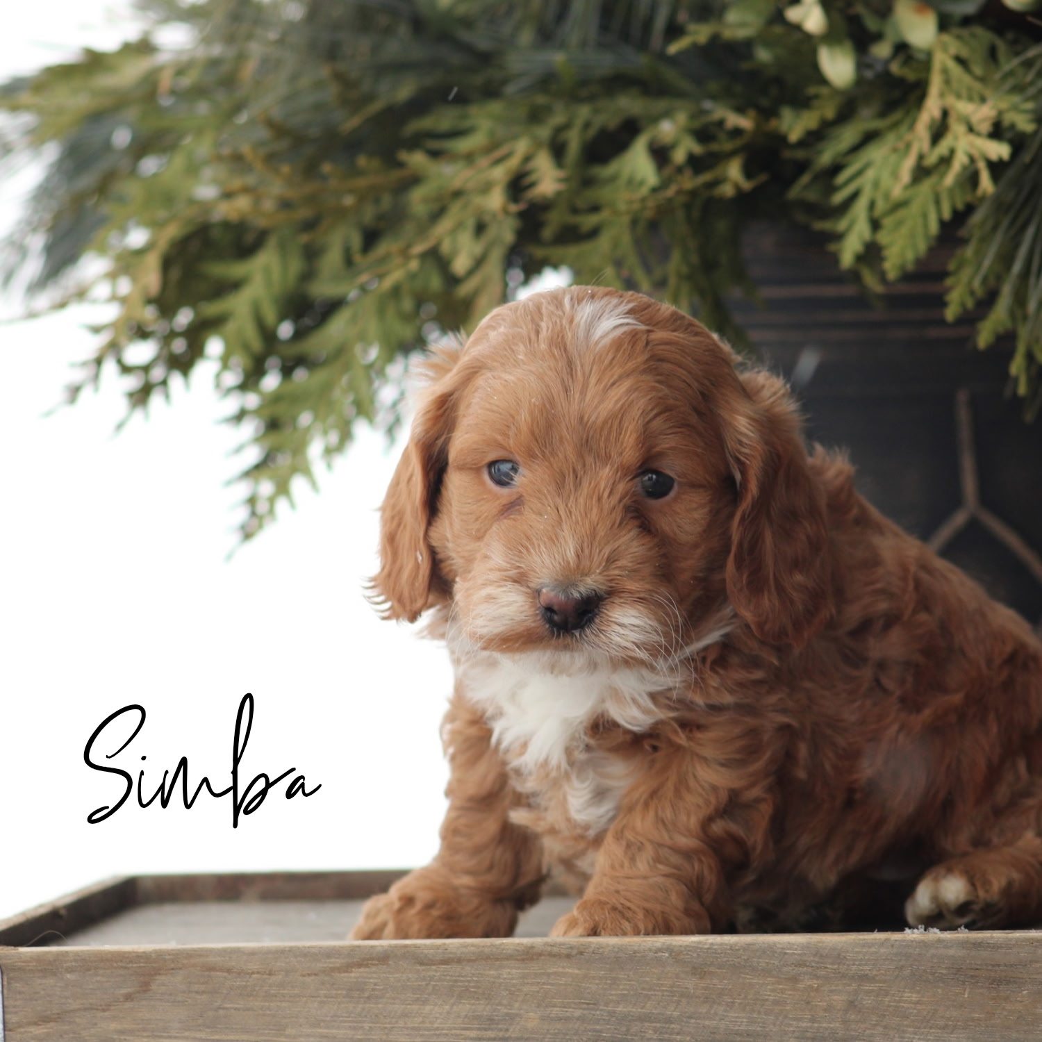 puppy, for, sale, Mini Golden Doodle F1B, Jeffrey H.  Newswanger, dog, breeder, Newmanstown, PA, dog-breeder, puppy-for-sale, forsale, nearby, find, puppyfind, locator, puppylocator, aca