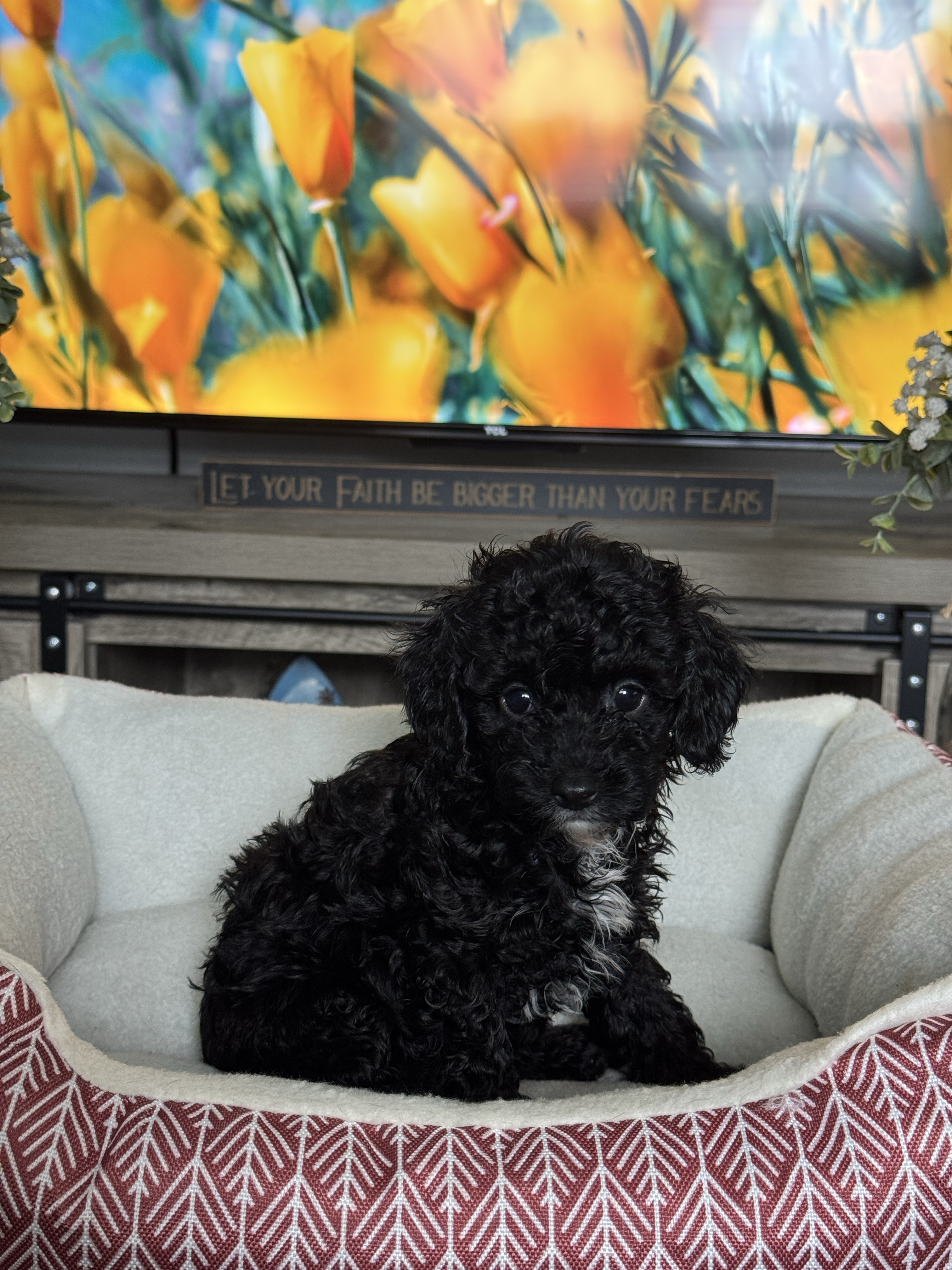 puppy, for, sale, Miniature Poodle, Melissa  Harris, dog, breeder, Keota, OK, dog-breeder, puppy-for-sale, forsale, nearby, find, puppyfind, locator, puppylocator, aca