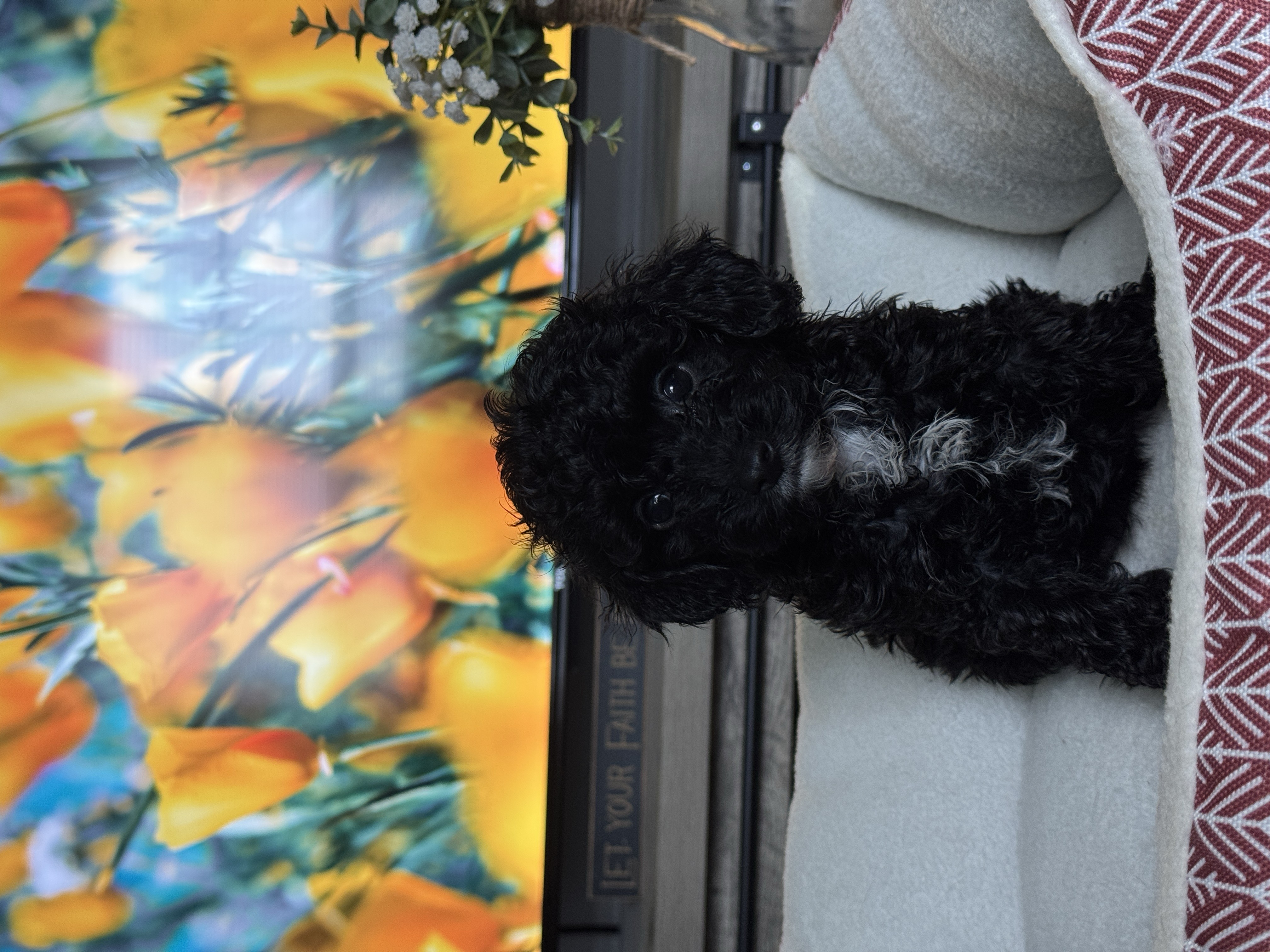puppy, for, sale, Miniature Poodle, Melissa  Harris, dog, breeder, Keota, OK, dog-breeder, puppy-for-sale, forsale, nearby, find, puppyfind, locator, puppylocator, aca