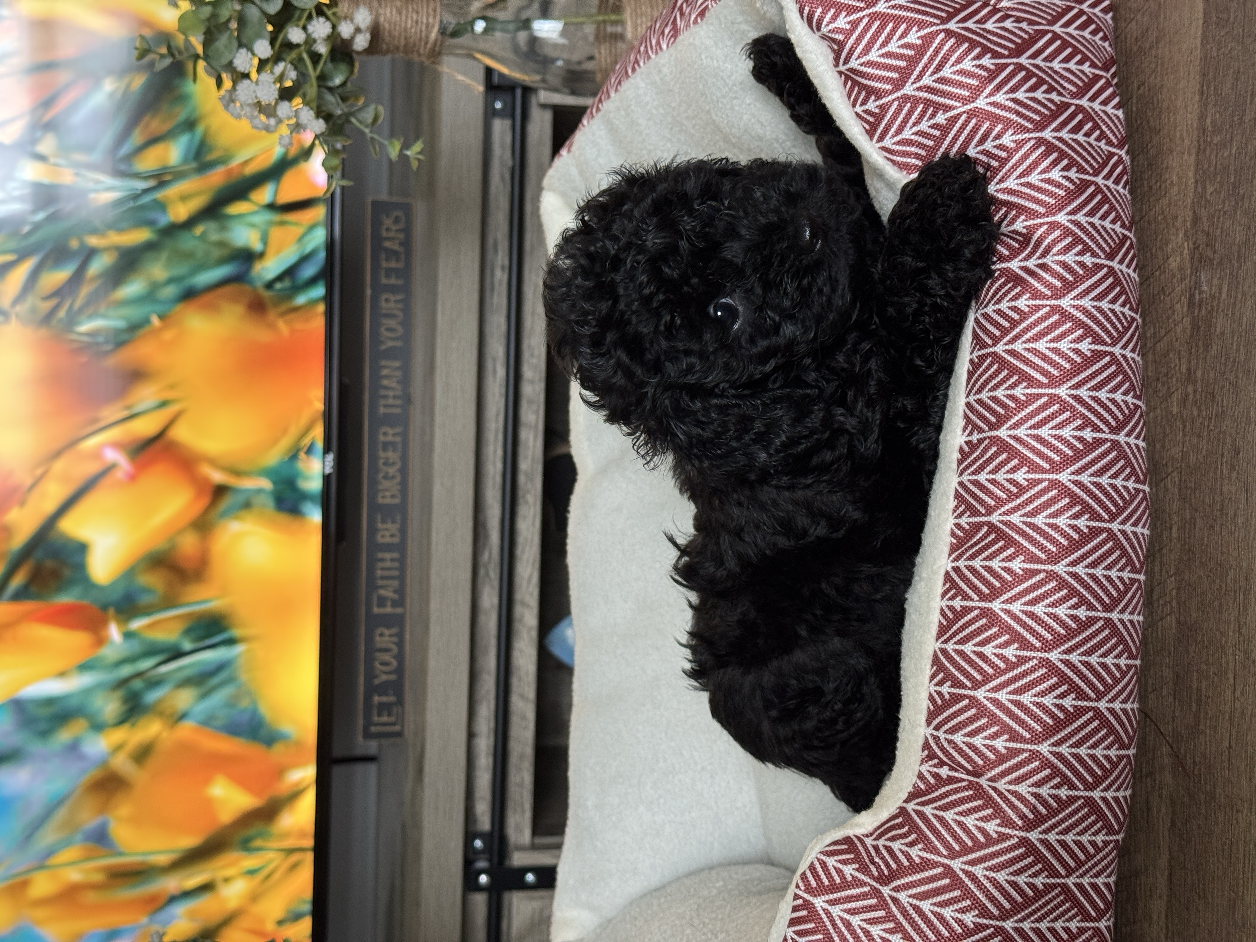 puppy, for, sale, Miniature Poodle, Melissa  Harris, dog, breeder, Keota, OK, dog-breeder, puppy-for-sale, forsale, nearby, find, puppyfind, locator, puppylocator, aca
