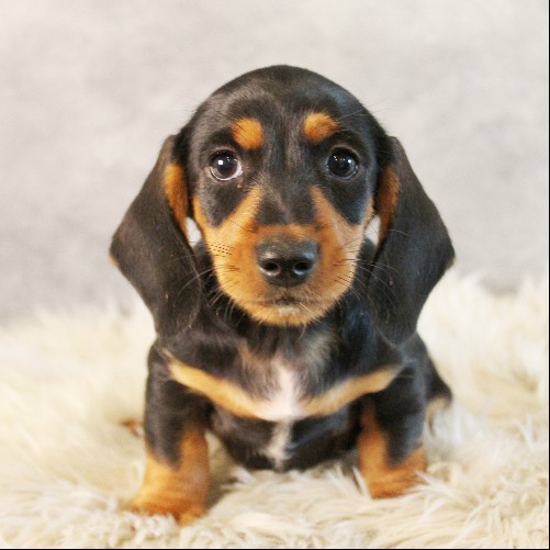 puppy, for, sale, Dachshund, Melvin  King, dog, breeder, Honey Brook, PA, dog-breeder, puppy-for-sale, forsale, nearby, find, puppyfind, locator, puppylocator, aca