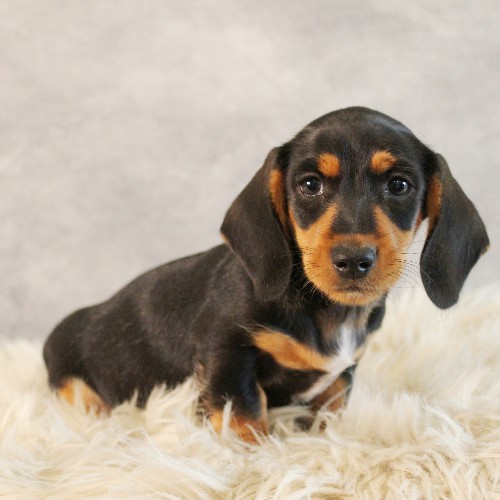 puppy, for, sale, Dachshund, Melvin  King, dog, breeder, Honey Brook, PA, dog-breeder, puppy-for-sale, forsale, nearby, find, puppyfind, locator, puppylocator, aca
