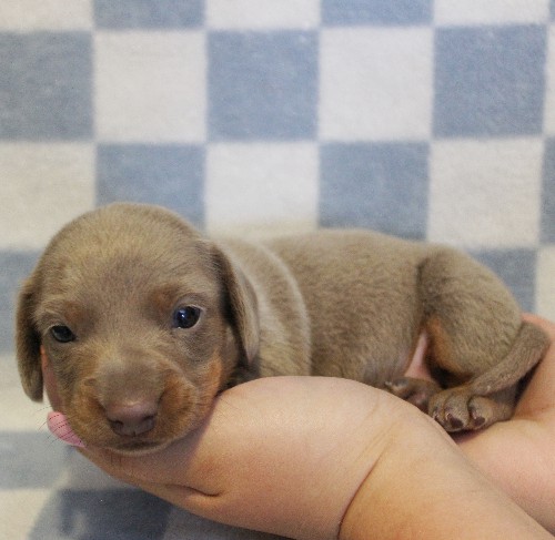 puppy, for, sale, Dachshund, Melvin  King, dog, breeder, Honey Brook, PA, dog-breeder, puppy-for-sale, forsale, nearby, find, puppyfind, locator, puppylocator, aca