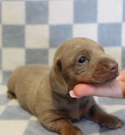 puppy, for, sale, Dachshund, Melvin  King, dog, breeder, Honey Brook, PA, dog-breeder, puppy-for-sale, forsale, nearby, find, puppyfind, locator, puppylocator, aca