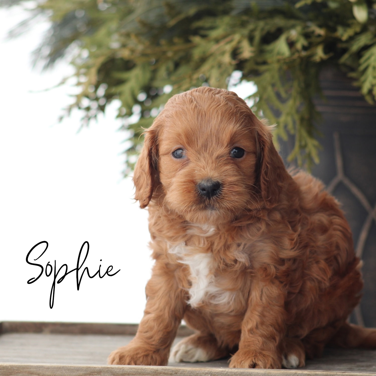puppy, for, sale, Mini Golden Doodle F1B, Jeffrey H.  Newswanger, dog, breeder, Newmanstown, PA, dog-breeder, puppy-for-sale, forsale, nearby, find, puppyfind, locator, puppylocator, aca