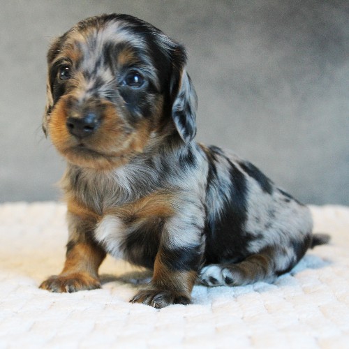 puppy, for, sale, Dachshund, Melvin  King, dog, breeder, Honey Brook, PA, dog-breeder, puppy-for-sale, forsale, nearby, find, puppyfind, locator, puppylocator, aca
