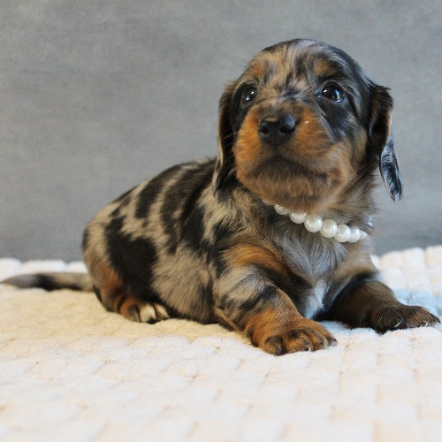 puppy, for, sale, Dachshund, Melvin  King, dog, breeder, Honey Brook, PA, dog-breeder, puppy-for-sale, forsale, nearby, find, puppyfind, locator, puppylocator, aca